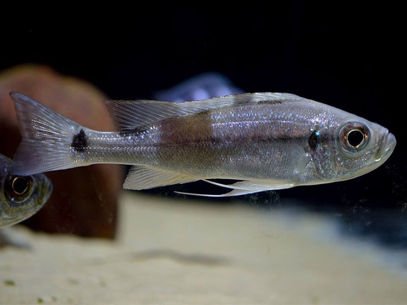 Haplotaxodon microlepis